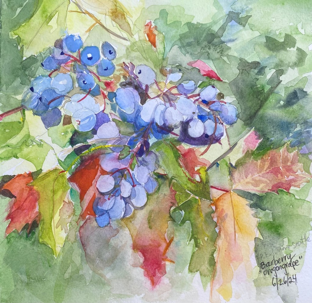 Oregon Grape Original Watercolor Painting by Phoebe Kellerman